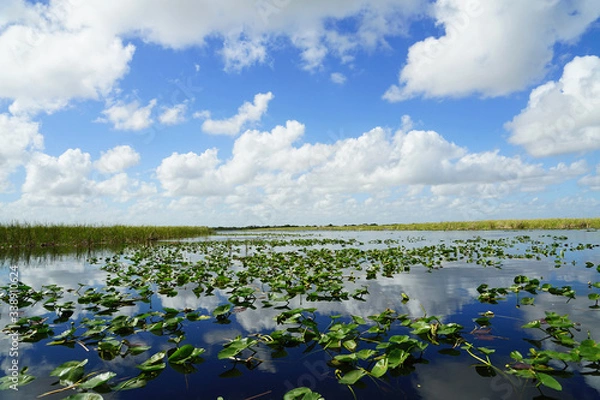 Fototapeta Everglades