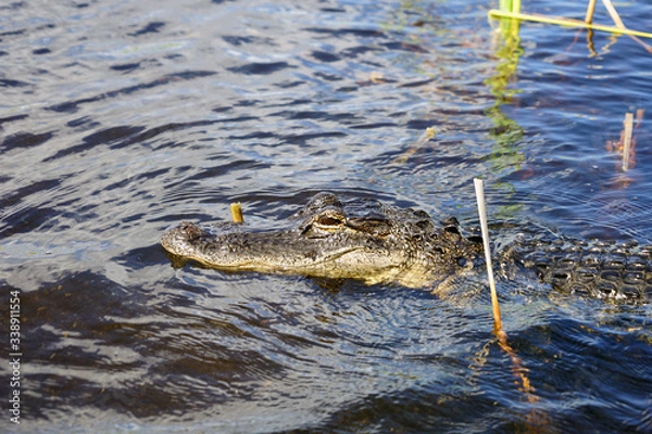 Fototapeta Alligator