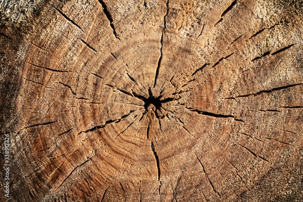 Obraz Natural wood trunk segment surface texture background