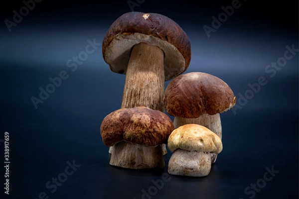 Fototapeta Boletus edulis  isolated on background close up food health
