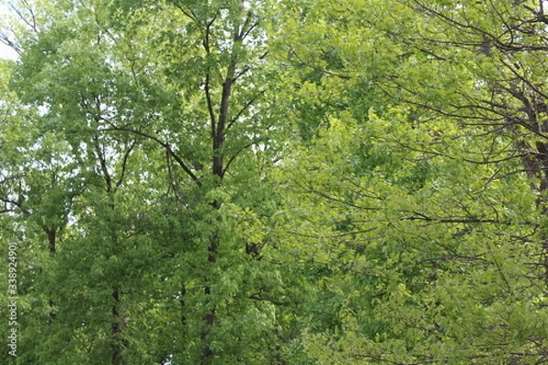 Fototapeta Shades of Spring