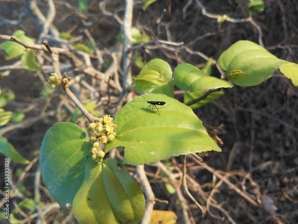 Fototapeta butterfly on leaf