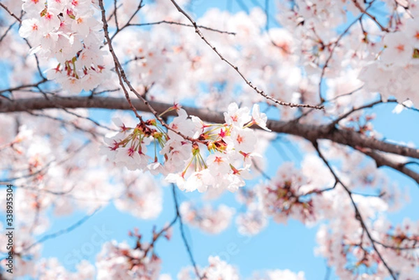 Obraz 봄이 와서 핀 벚꽃