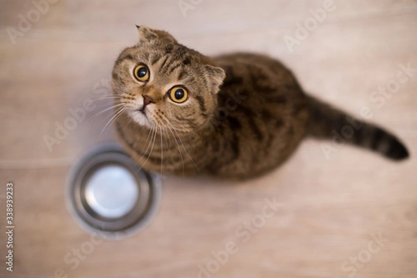 Fototapeta Hungry funny cat looking and waiting for food