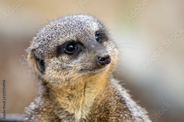 Obraz Surykatka szara