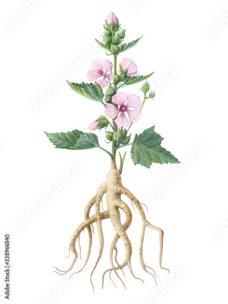 Obraz Marshmallow Plant Hand Drawn Pencil Illustration Isolated on White with Clipping Path