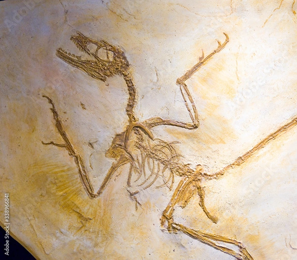 Fototapeta Microraptor gui fossil, Early Cretaceous.