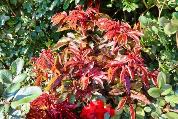 Obraz rose tree with vibrant colors