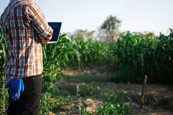 Obraz Gardeners check soil conditions for farming