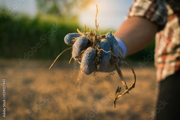 Obraz Gardeners check soil conditions for farming