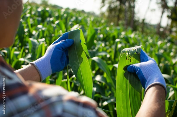 Obraz Gardeners check the corn plant in organic farm.