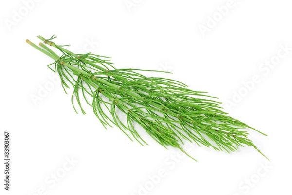 Obraz horsetail