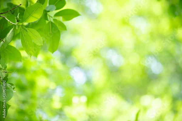 Fototapeta Amazing nature view of green leaf on blurred greenery background in garden and sunlight with copy space using as background natural green plants landscape, ecology, fresh wallpaper concept.