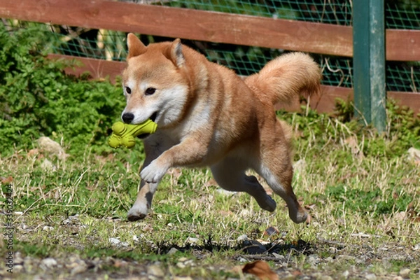 Obraz 柴犬・走る・飛行犬