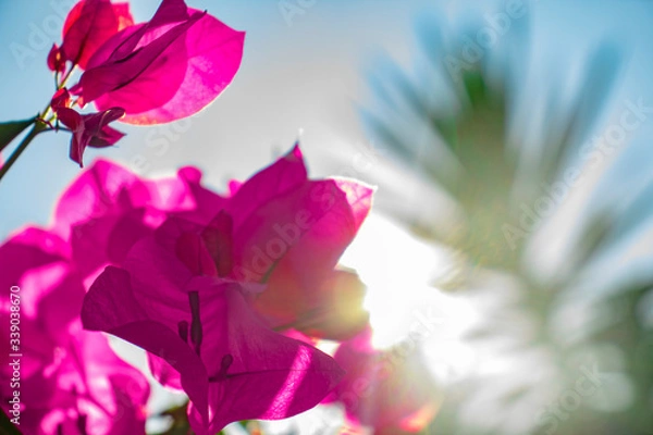 Fototapeta Reflejo de Sol en Flor