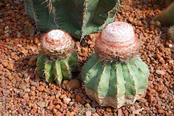 Obraz Melocactus bahiensis is called melon cactus.