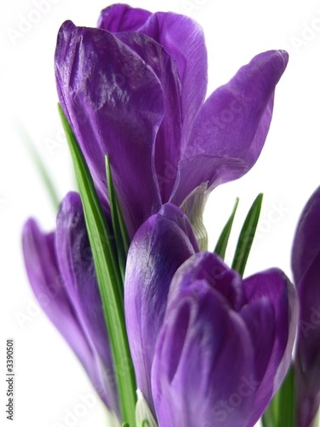 Obraz crocus