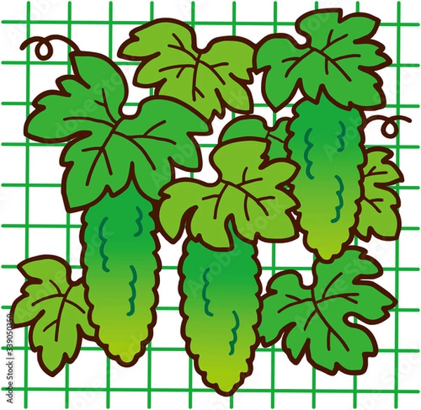 Fototapeta ゴーヤのカーテン