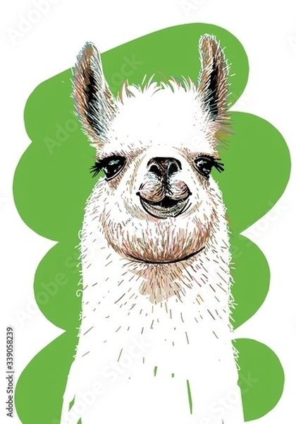 Obraz Lama. Hand drawn. Print for T-shirts. Illustration