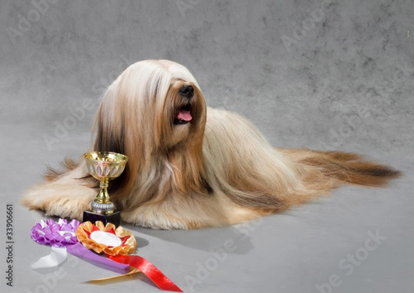 Obraz Lhasa Apso dog