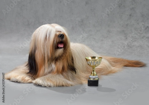 Obraz Lhasa Apso dog.