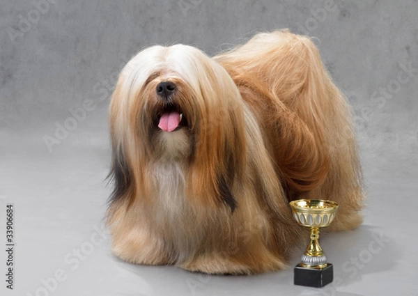 Obraz Lhasa Apso dog.
