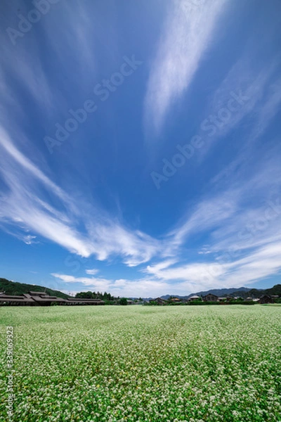 Fototapeta 蕎麦の花畑