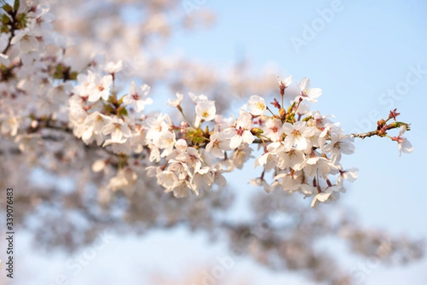 Obraz 桜桜