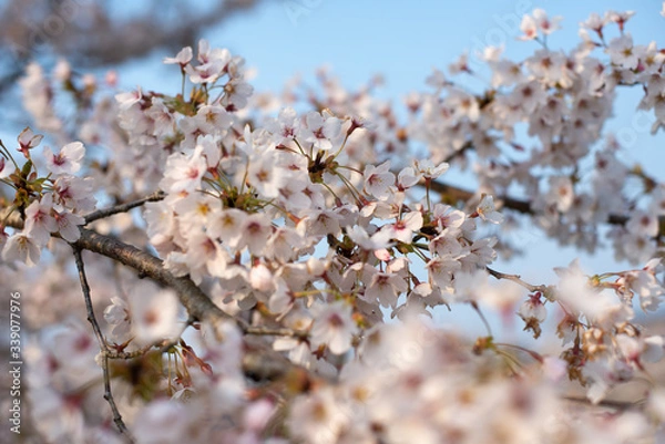 Obraz 桜桜