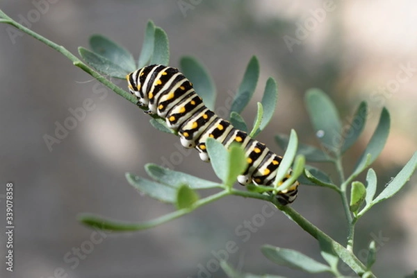 Obraz Oruga de mariposa
