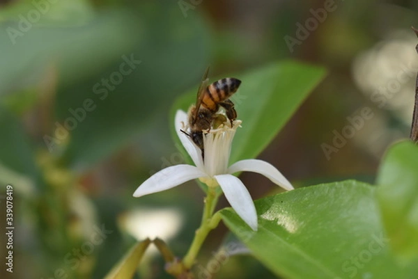 Obraz Abeja tomando nectar