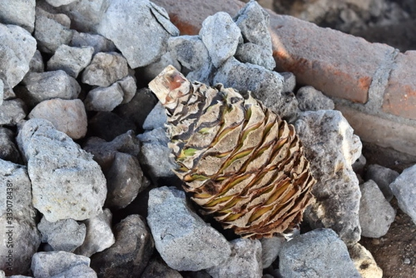 Obraz penca de mezcal