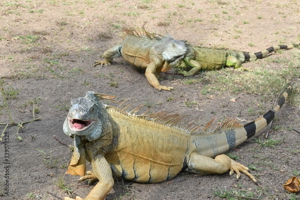 Obraz Iguana sonriendo