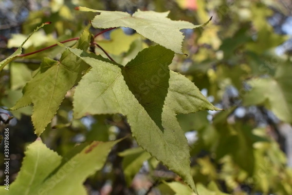 Obraz Hoja de árbol