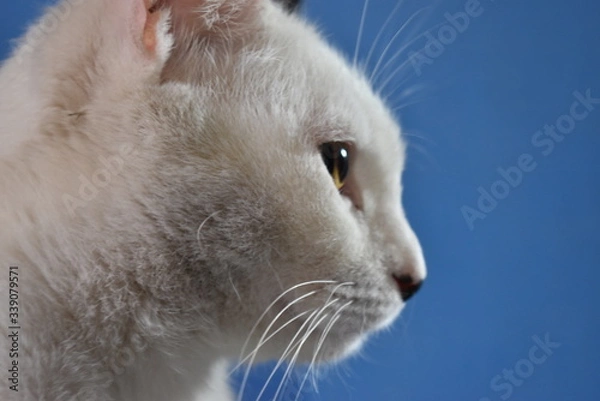 Obraz Gato blanco perfil