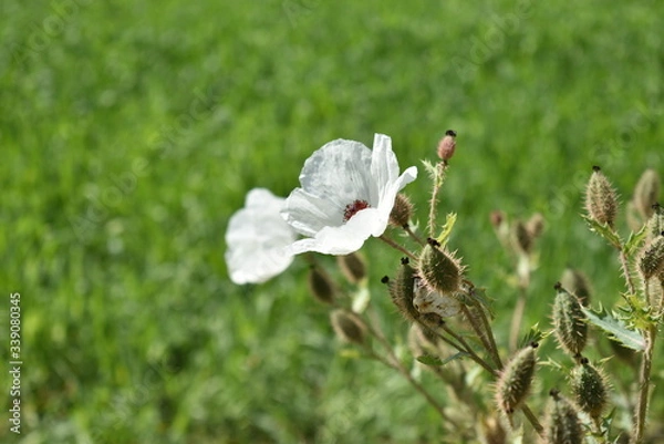 Obraz Flor silvestre