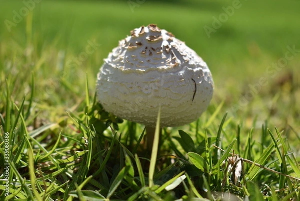 Obraz Hongo silvestre