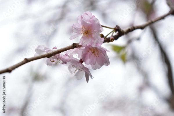Obraz Flor de sakura