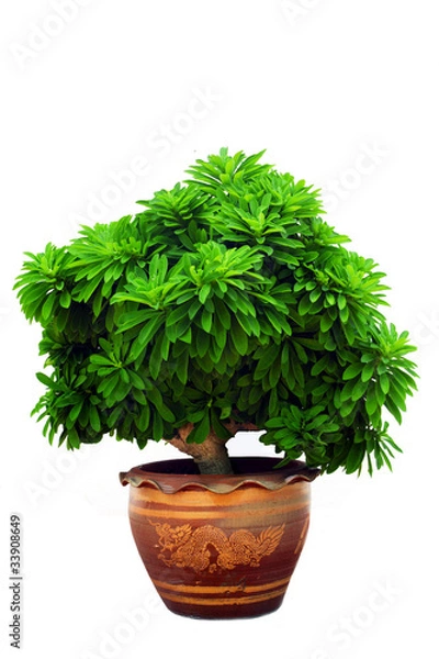 Obraz Plants grown in pots.