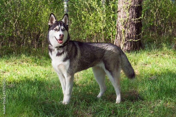 Fototapeta Siberian husky dog staying straight on grass in forest