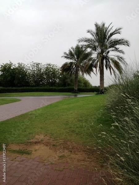 Fototapeta path in the park