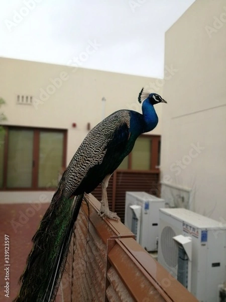 Fototapeta peacock with feathers