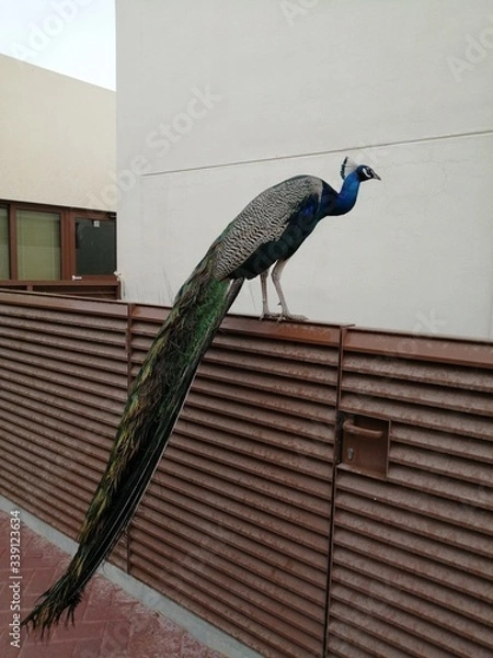 Fototapeta bird on a fence