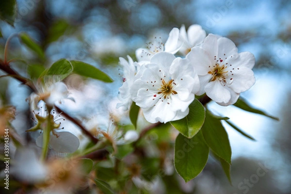Obraz white flowers bloomed on a tree