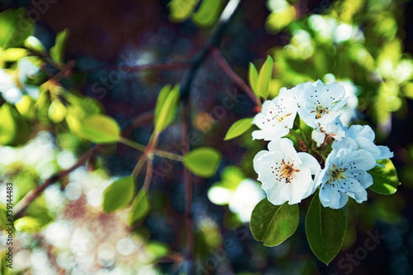 Obraz beautiful white flowers on a tree