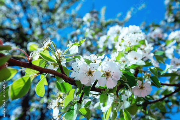 Obraz white flowers on a tree