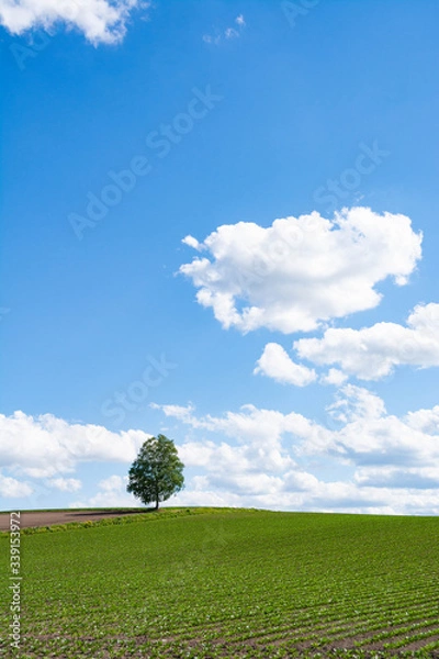 Fototapeta 緑の野菜畑とシラカバの木と青空