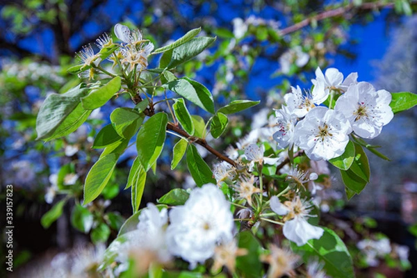 Obraz spring flowers blooming on trees