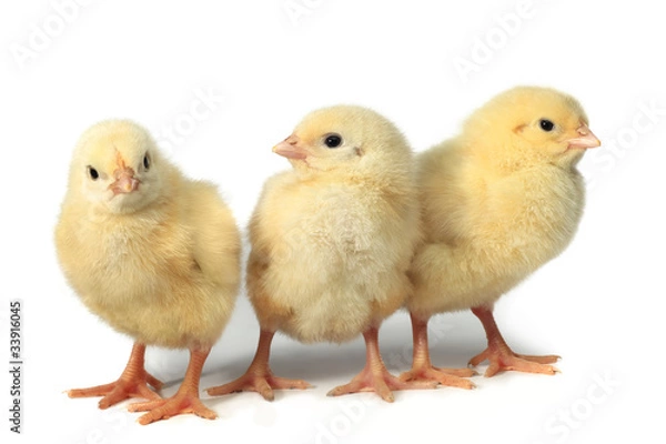 Obraz Three little chicken