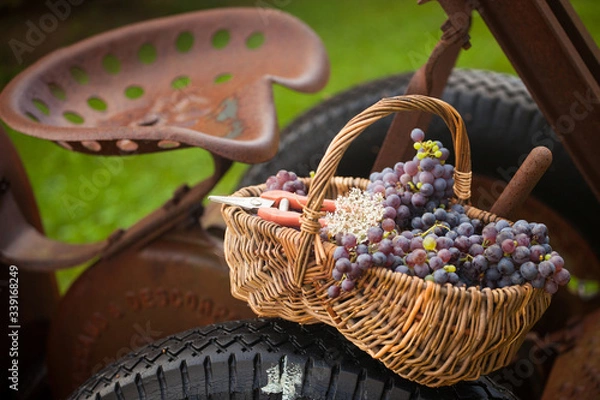 Obraz corbelle raisin